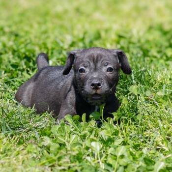 Fudge Rounds -  Mixed Breed Dog Available for Adoption - Fudge Rounds | PetCurious
