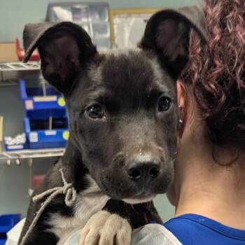Rescue Labrador Retriever Dogs for Adoption in Greenville, South Carolina - Slushie | PetCurious
