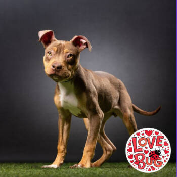 Rescue Mixed Breed Dogs for Adoption in Jupiter, Florida - Dior | PetCurious