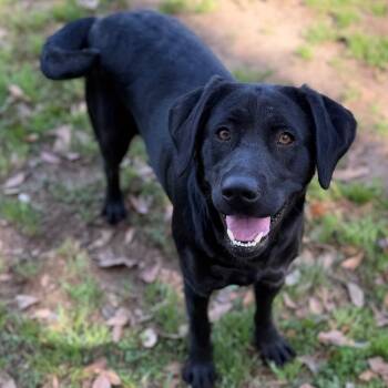 Labrador Retriever Dogs Available for Adoption - Fern | PetCurious
