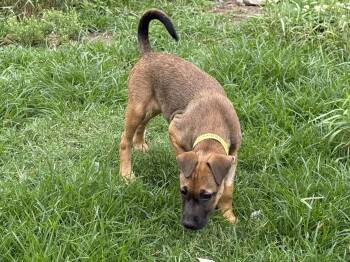 Labrador Retriever Dogs Available for Adoption in Nashville, Tennessee - Hickory (F) | PetCurious