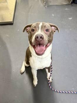 Terrier and Mixed Breed Dogs Available for Adoption in Picayune, Mississippi - Fuji | PetCurious