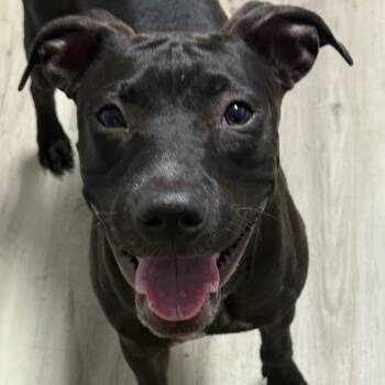 Rescue Black Labrador Retriever Dogs for Adoption in St. Louis, Missouri - Timmy Burch | PetCurious