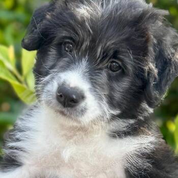 Schnauzer and Jack Russell Terrier Dogs Available for Adoption in San Diego, California - VALERIE | PetCurious