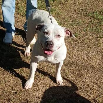 Lady -  American Bulldog and Pit Bull Terrier Dog for Adoption in Corsicana, Texas - Lady | PetCurious
