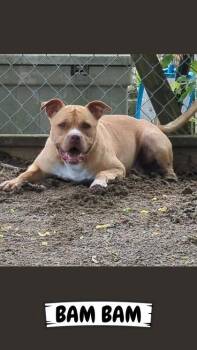 Rescue Fox Terrier and Mixed Breed Dogs for Adoption in Ashtabula, Ohio - BamBam | PetCurious