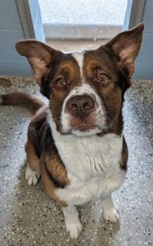 King -  Australian Shepherd Dog for Adoption in Benson, Arizona - King | PetCurious