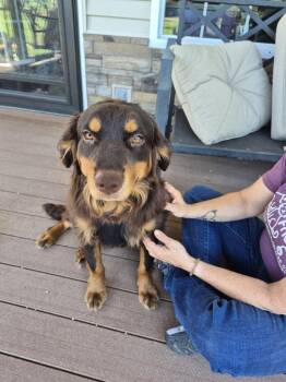 Moses -  Border Collie Dog for Adoption in Linton, Indiana - Moses | PetCurious