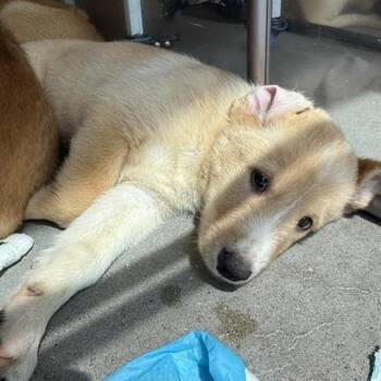 Jason -  Mixed Breed Dog for Adoption in Bentonville, Arkansas - Jason | PetCurious