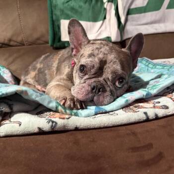 Sky -  French Bulldog Dog for Adoption in Patchogue, New York - Sky | PetCurious