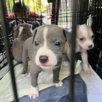 Smokey -  Border Collie Dog for Adoption in Greensboro, Georgia - Smokey | PetCurious