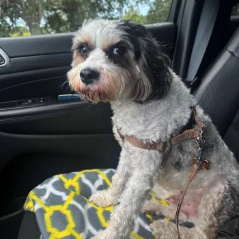 Nyko -  Cavapoo Dog for Adoption in Orange Park, Florida - Nyko | PetCurious