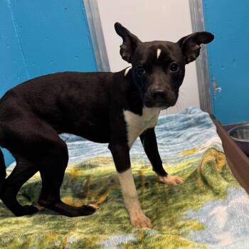 Esmeralda -  Mixed Breed Dog for Adoption in Edwardsville, Illinois - Esmeralda | PetCurious