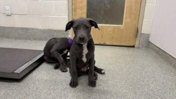 Pit Bull Terrier and Labrador Retriever Dogs Available for Adoption - SILAS | PetCurious