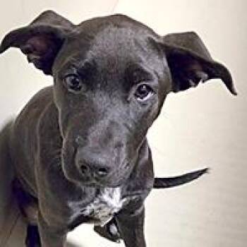 Andromeda - URGENT -  Labrador Retriever Dog for Adoption in Thousand Oaks, California - Andromeda - URGENT | PetCurious