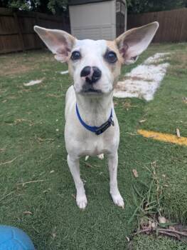 Crysta -  Terrier and Mixed Breed Dog for Adoption in Johnston, Iowa - Crysta | PetCurious