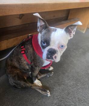 Milly Frenchton -  French Bulldog and Boston Terrier Dog for Adoption in Gillsville, Georgia - Milly Frenchton | PetCurious