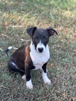 Rufus -  Border Collie Dog for Adoption in Holly Springs, Mississippi - Rufus | PetCurious