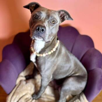 Pit Bull Terrier Dogs Available for Adoption in Wichita, Kansas - Meemaw | PetCurious