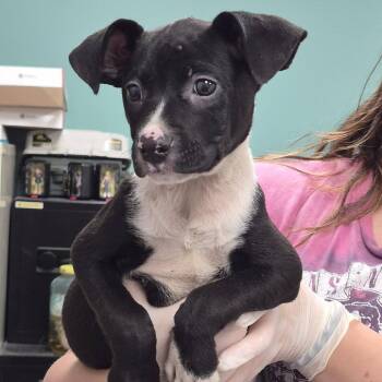 Guess Who -  Terrier and Mixed Breed Dog for Adoption in Hattiesburg, Mississippi - Guess Who | PetCurious