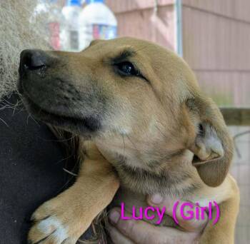 LLP Trixie : Lucy -  Retriever and Shepherd Dog for Adoption in Aurora, Indiana - LLP Trixie : Lucy | PetCurious