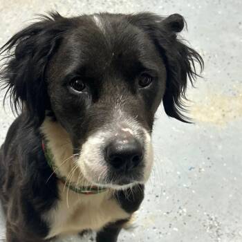 Dixie -  Border Collie Dog for Adoption - Dixie | PetCurious