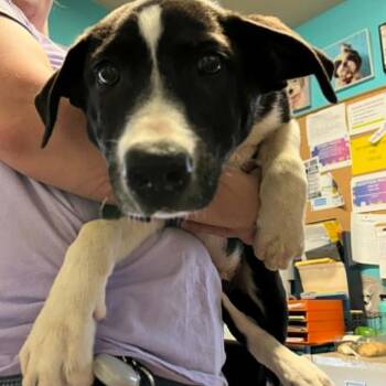 Outlaw -  Border Collie and Great Pyrenees Dog for Adoption in Stephenville, Texas - Outlaw | PetCurious
