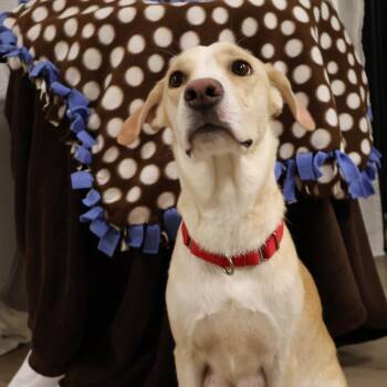 Millie -  Mixed Breed Dog for Adoption in Saint Charles, Missouri - Millie | PetCurious