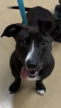 DORITO -  Dachshund and Parson Russell Terrier Dog for Adoption in Minneapolis, Minnesota - DORITO | PetCurious