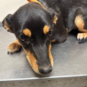 Liston -  Dachshund and Mixed Breed Dog for Adoption in Yuma, Arizona - Liston | PetCurious