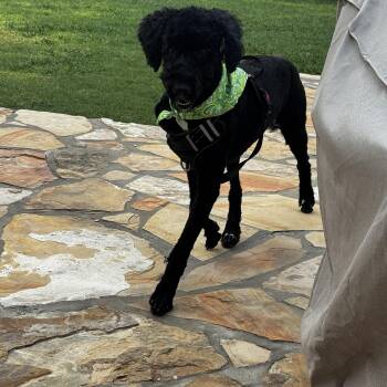 Luna -  Poodle Dog for Adoption in San Antonio, Texas - Luna | PetCurious