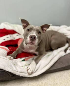Harper -  American Staffordshire Terrier Dog for Adoption in Gulfport, Mississippi - Harper | PetCurious