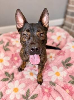Linda (tripod) -  Staffordshire Bull Terrier and Dutch Shepherd Dog for Adoption in Homestead, Florida - Linda (tripod) | PetCurious