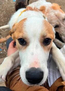 Moose -  Anatolian Shepherd Dog for Adoption in Brooks, Maine - Moose | PetCurious
