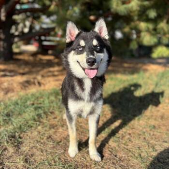 Domino -  Pomeranian and Husky Dog for Adoption in Fargo, North Dakota - Domino | PetCurious