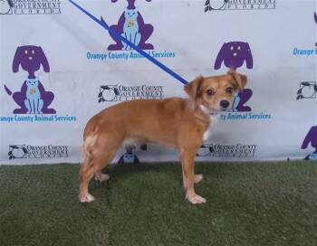 GIGI -  Chihuahua Dog for Adoption in Orlando, Florida - GIGI | PetCurious