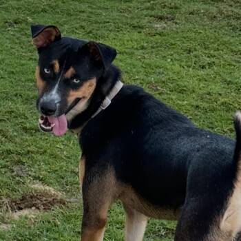 Husky Dogs Available for Adoption in New York, New York - Blue | PetCurious