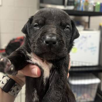 Justice -  Pit Bull Terrier Dog for Adoption in East St. Louis, Illinois - Justice | PetCurious