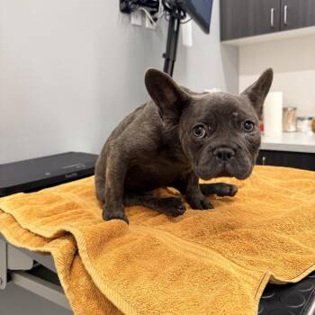 Jack -  French Bulldog Dog for Adoption in Sacramento, California - Jack | PetCurious