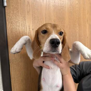 Coda 8874 -  Beagle Dog for Adoption in Loxahatchee Groves, Florida - Coda 8874 | PetCurious