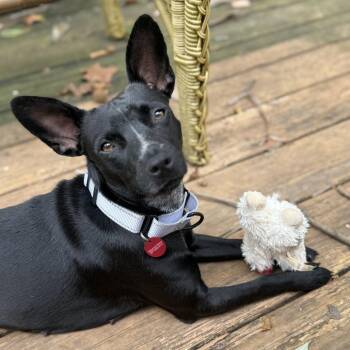 Sterling -  Chihuahua and Terrier Dog for Adoption in Potomac, Maryland - Sterling | PetCurious