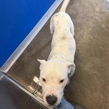 OLLIE -  Mixed Breed Dog for Adoption in Fernandina Beach, Florida - OLLIE | PetCurious