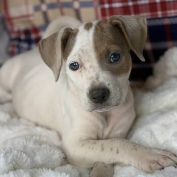 Rhodesian Ridgeback and Labrador Retriever Dogs Available for Adoption in Atlanta, Texas - Brody | PetCurious