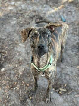 Mountain Cur and Mixed Breed Dogs Available for Adoption - Sammy | PetCurious