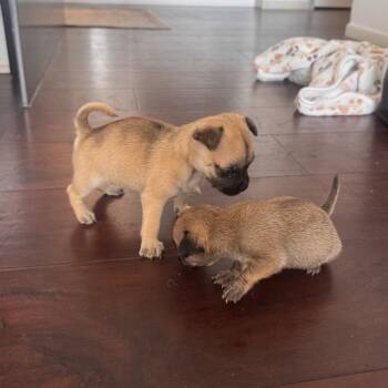 Billy Jean -  Chihuahua and Pug Dog for Adoption in Austin, Texas - Billy Jean | PetCurious