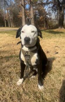 Labrador Retriever and Pit Bull Terrier Dogs Available for Adoption - Buddy | PetCurious