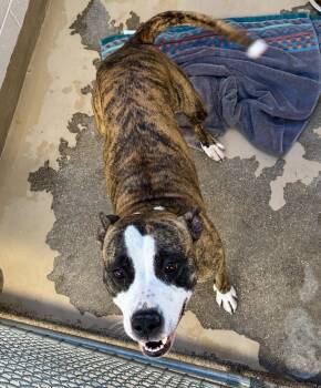 Rescue Pit Bull Terrier Dogs for Adoption in Sierra Vista, Arizona - Kenya | PetCurious