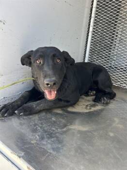 Maiz - URGENT -  Labrador Retriever Dog for Adoption in Thousand Oaks, California - Maiz - URGENT | PetCurious