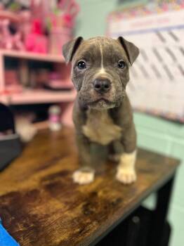 Labrador Retriever and Mixed Breed Dogs Available for Adoption - Twinkle Toes | PetCurious