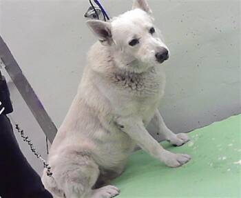 OSO -  German Shepherd Dog and Mixed Breed Dog for Adoption in Houston, Texas - OSO | PetCurious